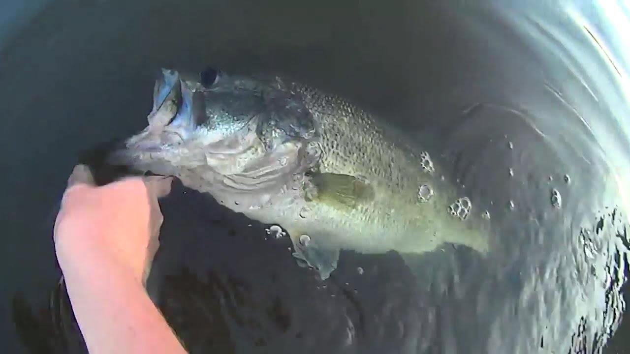 GIANT 8 Pound Bass On A Missile Baits D Bomb ( 2015 ) YouTube