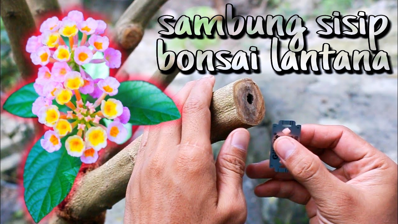 CARA SAMBUNG SISIP BONSAI LANTANA #bonsai #bonsailantana #steklantana