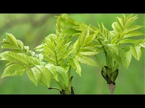 Video: Quanto è alto un frassino di montagna?