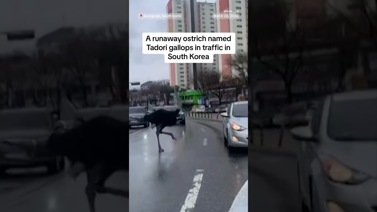 Runaway ostrich causes traffic chaos in South Korea