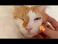 可愛いハム顔にうっすら傷が...泣