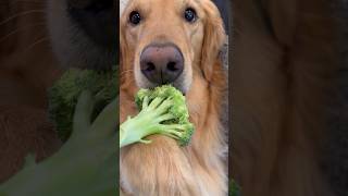 My dog pulled a diet prank on me!