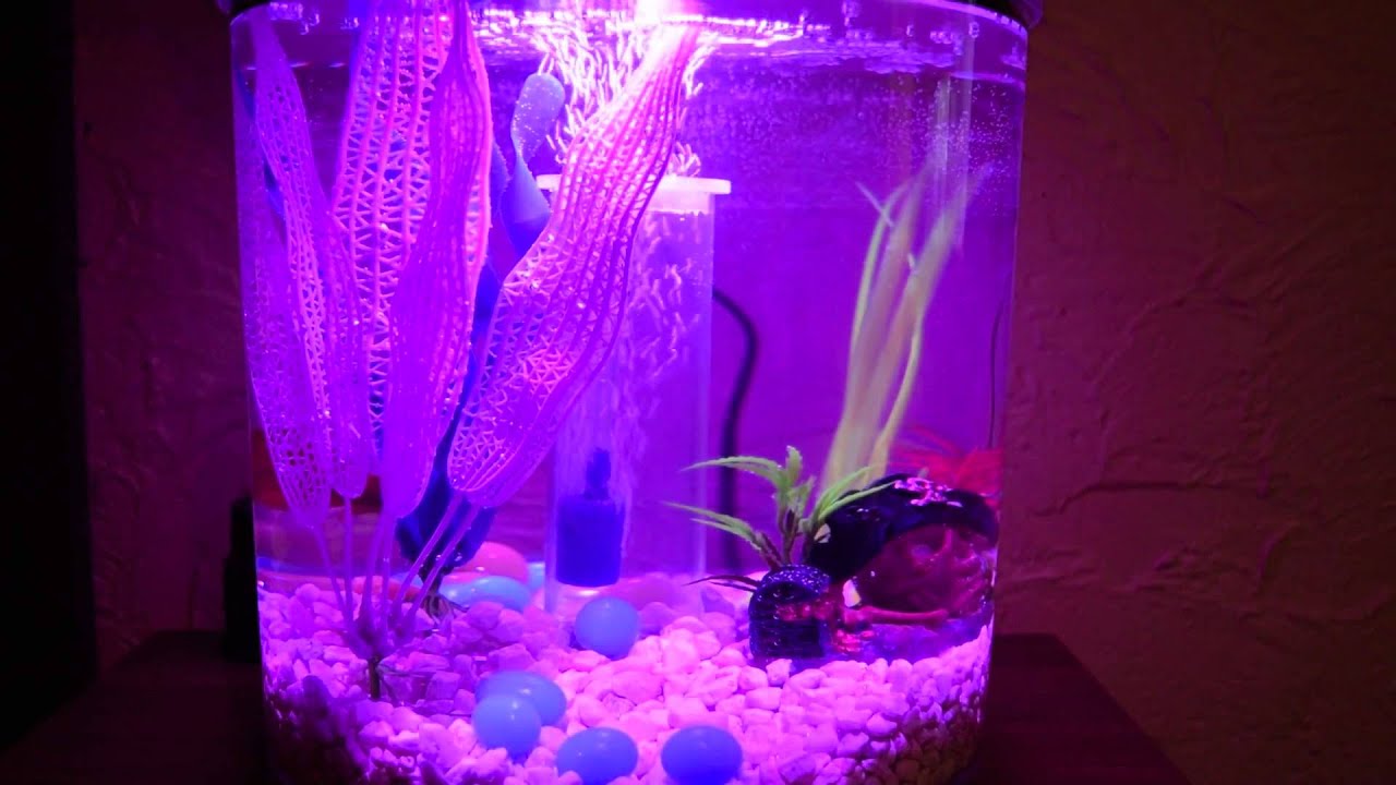 petco 360 view aquarium