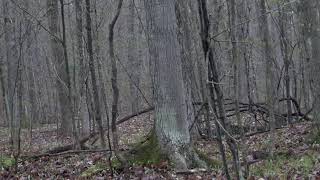 Luke Pollack Spring Turkey Hunt by Michael Pollack 125 views 3 years ago 21 minutes