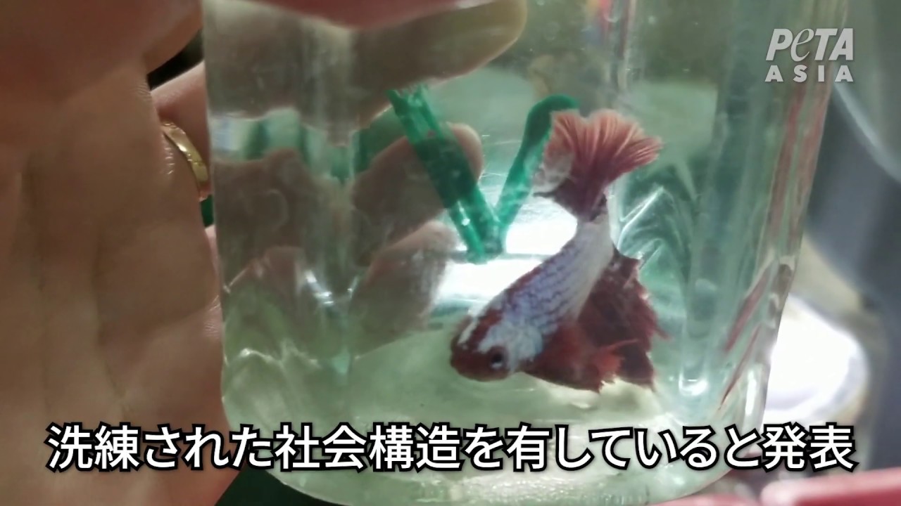 映像 ベタ養魚場で汚水 辛苦 死 日本の関与 Youtube