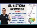 Sistema nervioso neuronas sinapsis sistemas nervioso central perifrico  somtico autnomo 