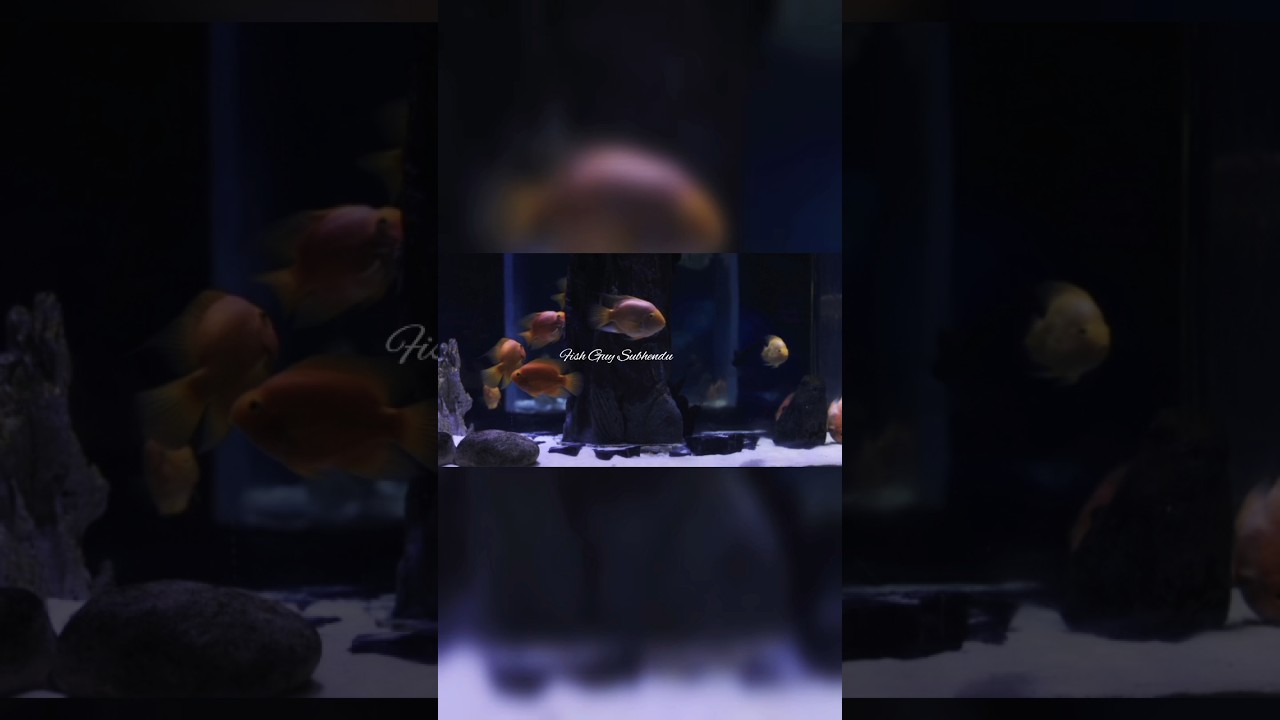 Parrot Fish | Parrot fish types | #youtubeshorts #viralvideo