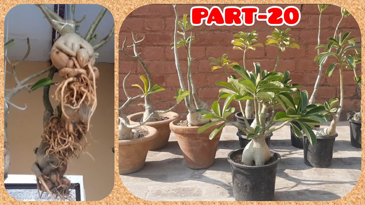ALL ABOUT ADENIUM PLANTS PART-20 / HOW TO HANG ADENIUM - YouTube
