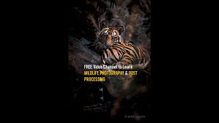 Learn Wildlife Photography &amp; Post Processing in Lightroom and Photoshop