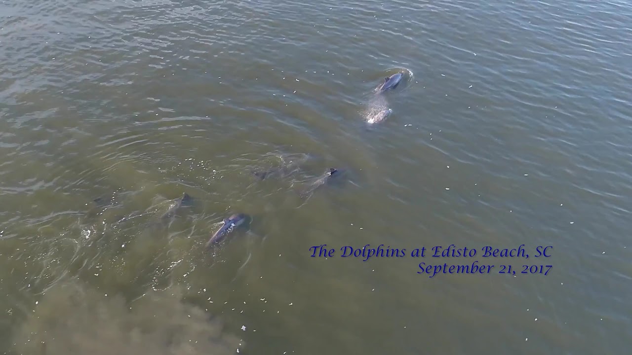 dolphin tours edisto island