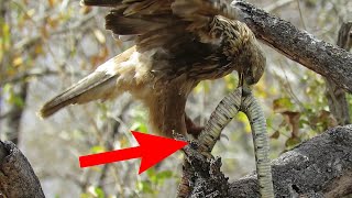 Tawny Eagle Feeds On Puff Adder Snake for lunch