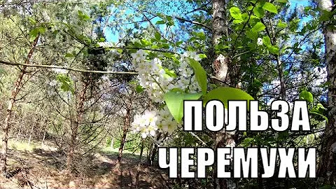 Полезные свойства черемухи. Где используют черемуху. Повышаем иммунитет