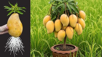 🥭Amazing Mango Tree Propagation: Step-by-Step Guide