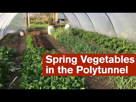 Spring Vegetables in the Polytunnel