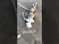 【幻のポケモン…？】5年前に静岡の海で見つけた謎の生き物