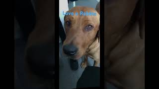 Love You Robbie capcut capcutedit  dogs doglover