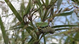 Butterfly's - 7 - 001.21 - MVI 7134