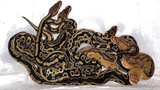 Our New Baby Ball Pythons! Profile
