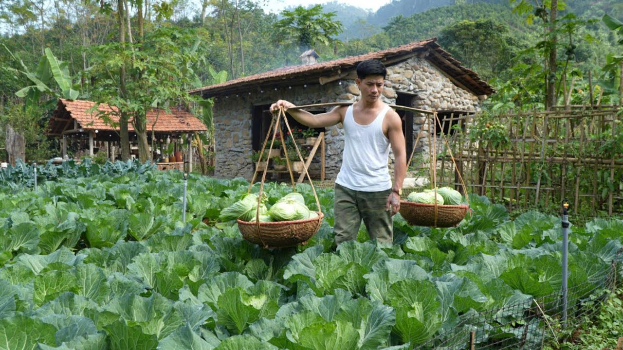 The first organic cabbages are brought to market – the result of many days of care.
