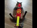 Fat silly cat trys to eat rocket