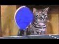 Pussy Playing Ping Pong Popcorn