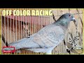 Off color racing pigeon  show quality    pigeons