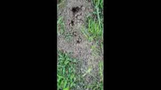 fire ants bad ass if you step on their hill...