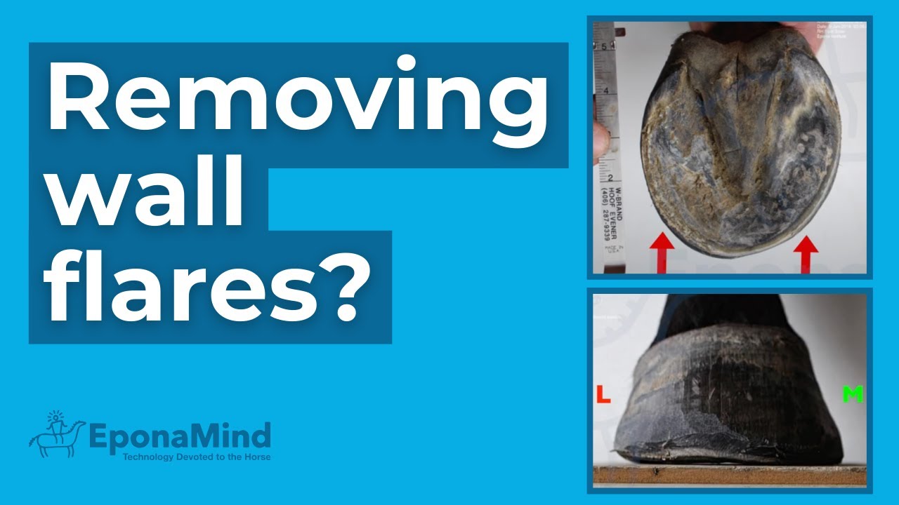 How Much Hoof Flare/Bend Should You Remove When Trimming?