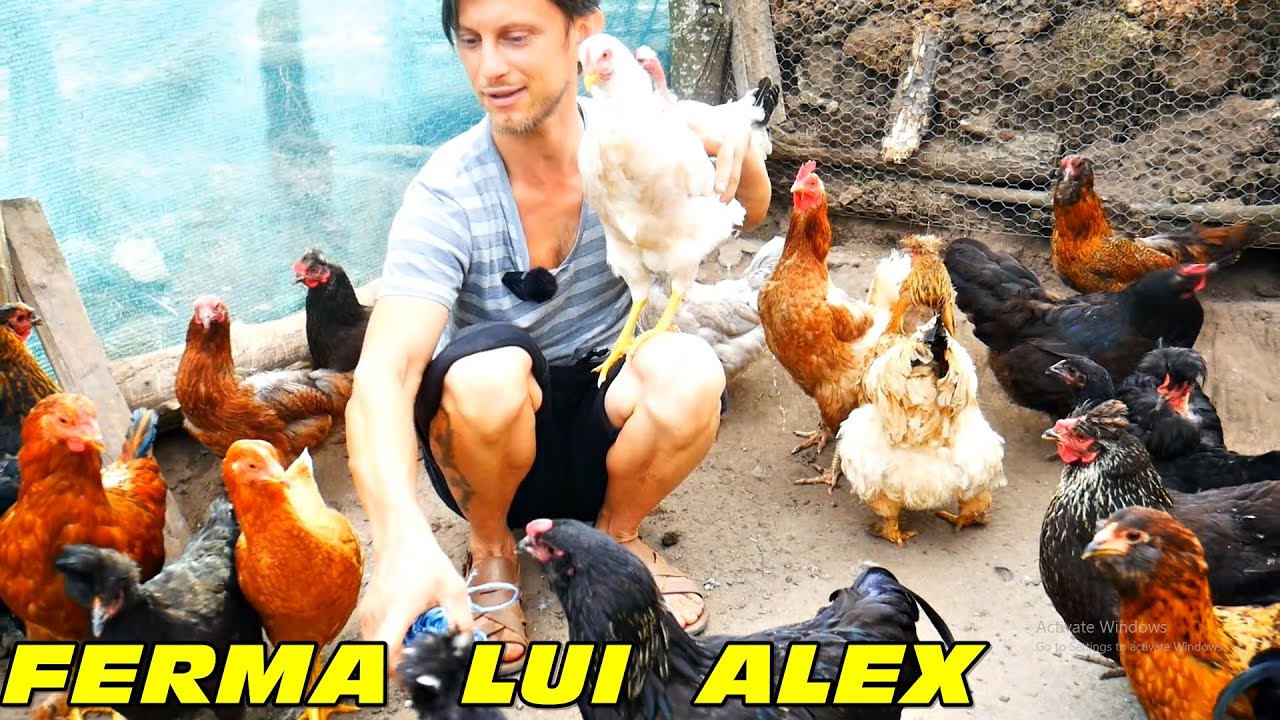 Viața la țară - Ferma lui Alex Jurj - Trăiește liber înconjurat de natura și animale - offgrid life