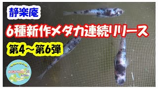 メダカ様　おまとめ４点 mqdefault.jpg
