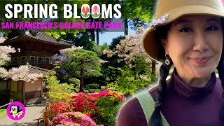 Cherry Blossoms, Tulips, and Magnolias: Spring Fever in Technicolor at Golden Gate Park