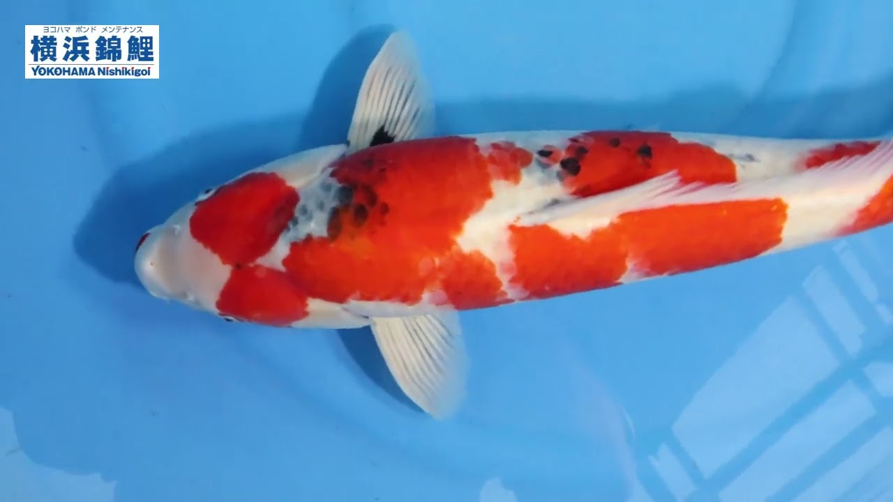 錦鯉 横浜錦鯉】昭和三色(広島県・谷口養鯉場産)64㎝ - YouTube