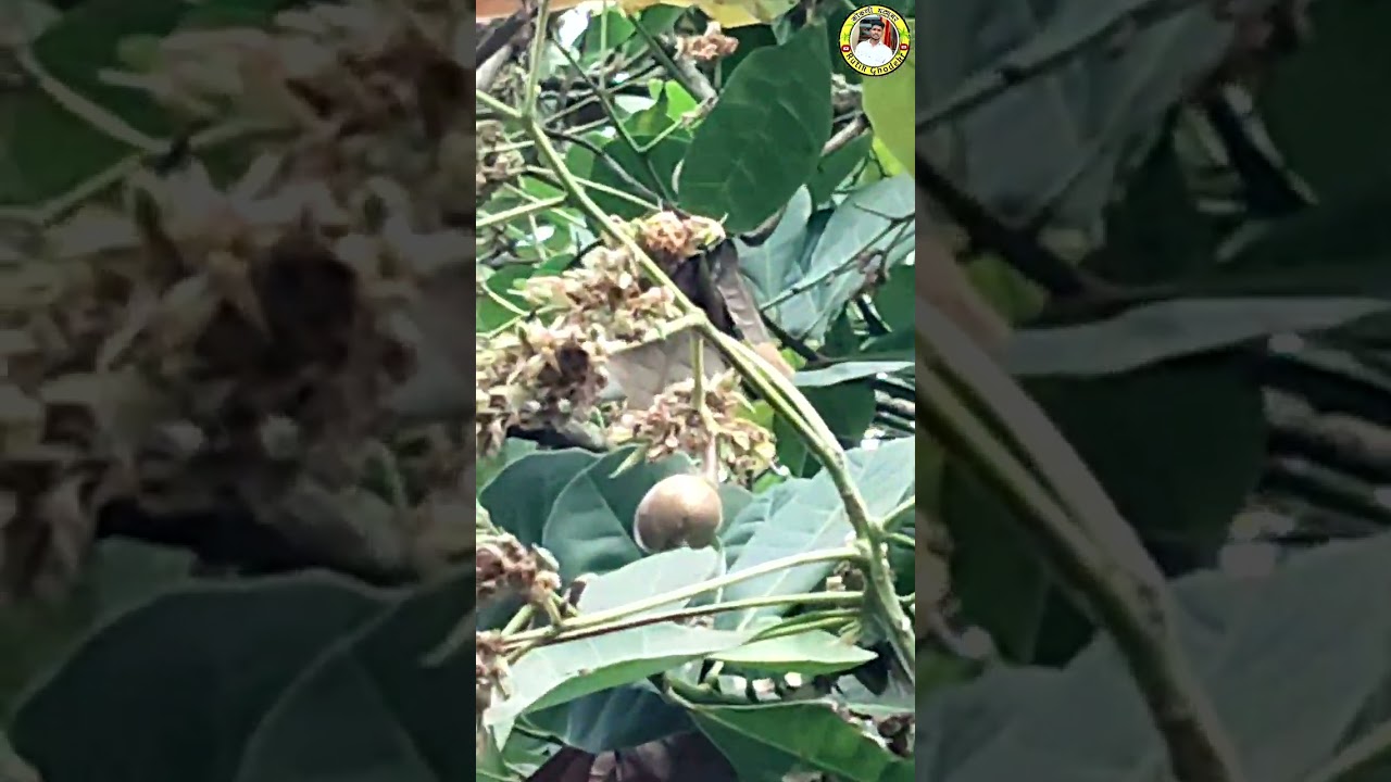 ## काजुच्या बागेत फेरफटका ## @RutikGhodekar013