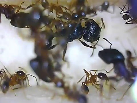 大頭家蟻 蟻后pheidole Sp Queen Ants Youtube
