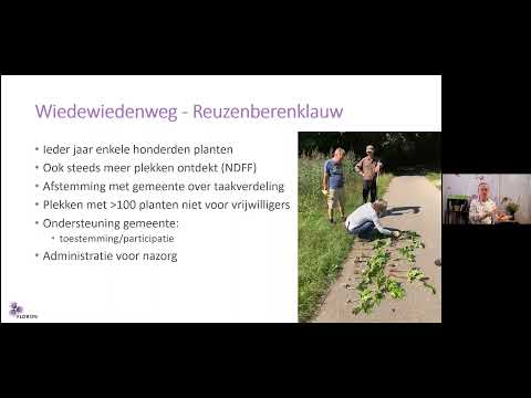Video: Giant Hogweed Beheer: Wat is Giant Hogweed en waar groei dit
