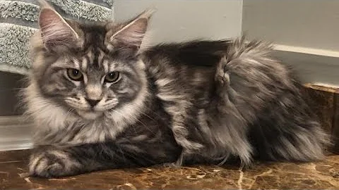 Watch the video about Pretty Maine Coon kitten #mainecoon #meow #cats #mainecoonkitten #cuteanimals #cat #bigcat #cutecats