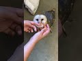 Baby barn owl learning to fly  shorts