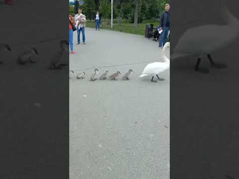 Лебедь -мать ведёт своих деток через дорогу, Симферополь- Гагаринский парк