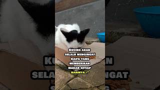 #motivasikucing #cat #katakatmutiara #kucinglucu