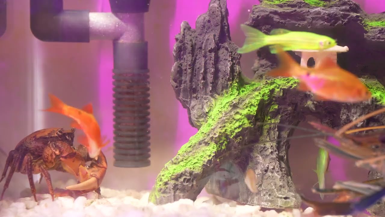 The crab just stands still, but the 