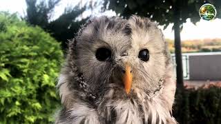 Owls, Masters of the Night