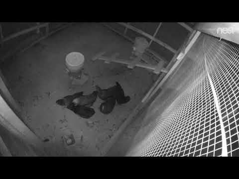 Chickens During Nashville Eclipse August 21, 2017