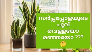 Flower of Snake plants | sansevieria | Malayalam | New Trends