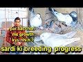 Last sardi ki breeding progress  kyarish kadri pigeon