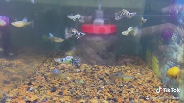 Tiger Yellow King Cobra Guppy | Cá Cảnh Nhật Toàn Gò Công 0977022281