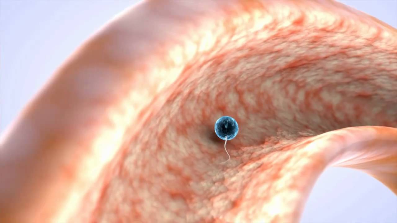 Calcular fecha parto inseminacion