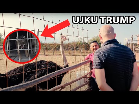 Video: Tragjedi Në Kopshtin Zoologjik Knoxville: 33 Zvarranikë Vdesin Papritur