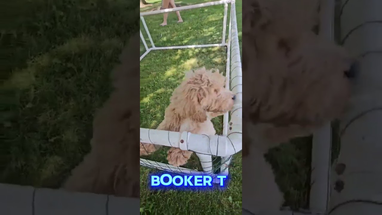 Meet Booker T Video