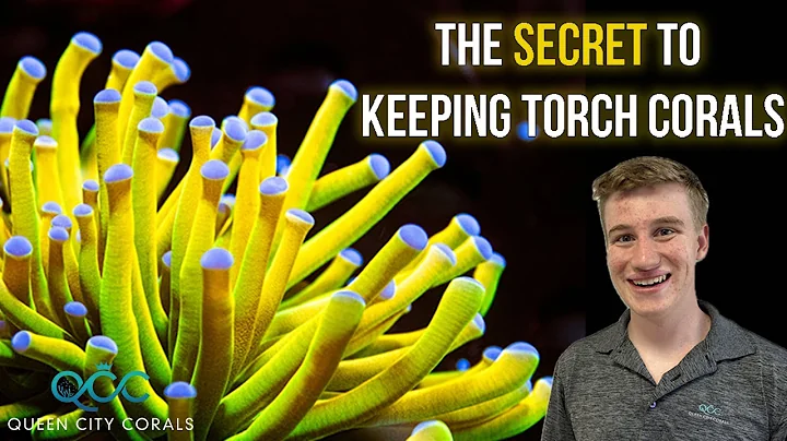 Everything You Need To Know About Torch Corals!