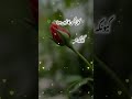 Koi Kisi ka Nahin hota_🥰💯#fyp #unfreezemyaccount #foryoupage #urdupoetry #poetry #shortvideo#shorts